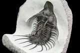 New Trilobite Species (Affinities to Quadrops) - Very Large! #86535-7
